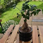 Maison Ligea Alojamento de Acomodação e Pequeno-almoço Sorrento